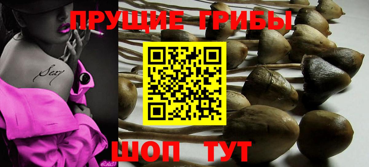 Галлюциногенные грибы Psilocybine cubensis Среднеуральск